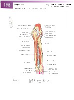 Sobotta Atlas of Human Anatomy  Head,Neck,Upper Limb Volume1 2006, page 205